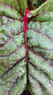 beet green leaf
