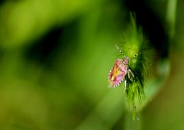 Macro photo of Insect Summer