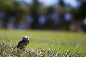 Owl Field
