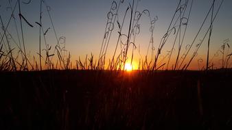 light grass field