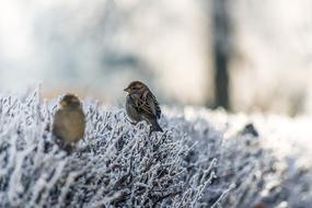 Cute, colorful and beautiful birds on the plant in snow, in the winter