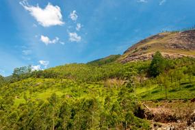green grasses on the hill