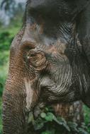Old Elephant face
