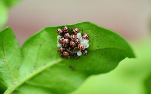 Bugs on green Leaf