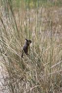 Animal Chipmunk Wildlife