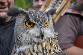 Grand Duke Owl Animal