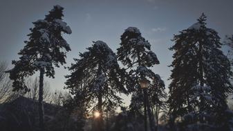 Timber Landscape