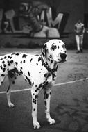 Black And white photo of dalmatian Dog Animal Pet