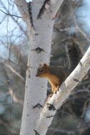 Squirrel Tree Animal