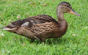 duck brown grass