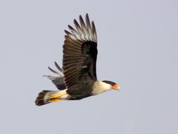 Crested Caracara Bird Flying at wildlife