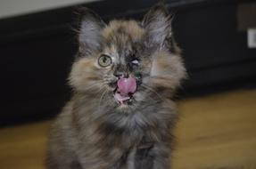 fluffy kitten with pink tongue in blurred background