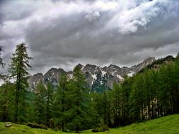 green glorious forest