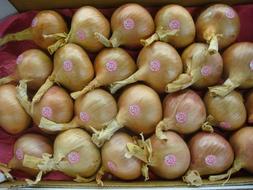 ripe onions for sale