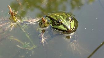 Close-up of the colorful, cute and beautiful frog in the water with plants