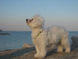 white furry Dog on beach, cute Pet