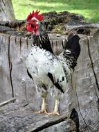 hen rooster poultry