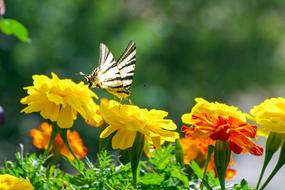 beautiful flowers with a butterfly in the garden