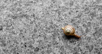 grey Background Wallpaper Snail