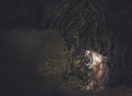 Lion Animal at Forest