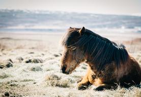 horse at Grass Outdoor Sunny