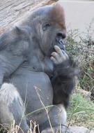 Colorful and cute, thinking gorilla sitting among the grass