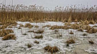 grass field and winter