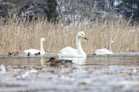 Animal Swans Cygnus Columbianus