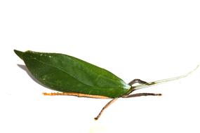 Green Leaf Beetle Insect