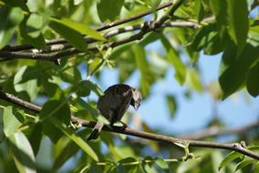 Cute and beautiful sparrow on the tree branch, among the green leaves