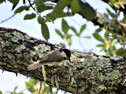 bird in a tree with leaves