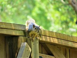 the cute squirrel at the gate