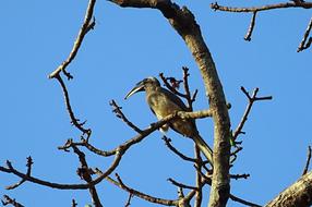 Indian Grey Bird Hornbill in wildlife