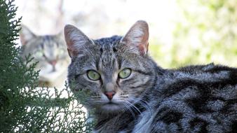 Cat Tabby portrait