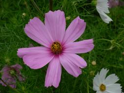 pink flower in green grass