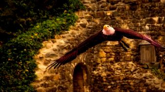 Bald Eagle Bird Wildlife