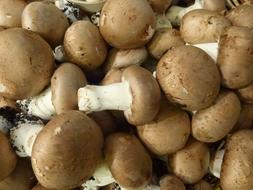 raw mushrooms harvest