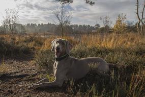 Cute Dog Animal on grass