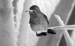 Fauna Bird Black And White