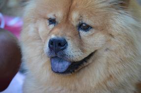 Dog with Black Tongue