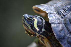 little black turtle