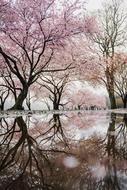 Trees Plant Nature