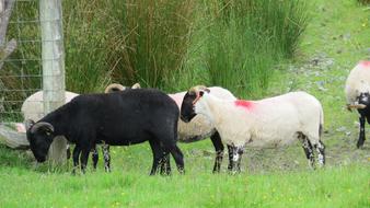 Cute, colorful and beautiful sheep among the grass, at the farm