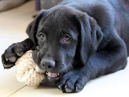 black labrador playing with a toy