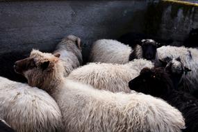 Black and White domestic Sheep