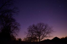 Stars Tree Silhouette