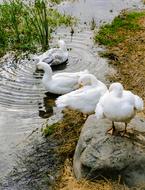 duck white cuddly