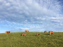 Pasture Cows Cattles