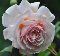 Rose Flower Blossom