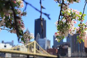 Urban City Buildings and tree flowers